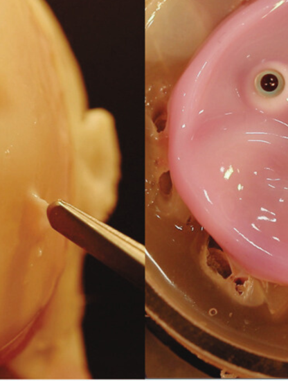 Photo Université de Tokyo et Harvard.