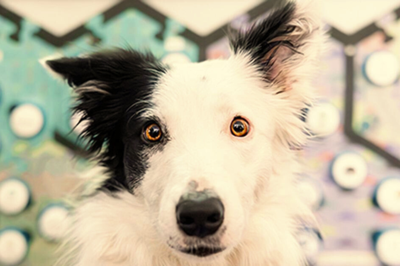 Photo Université de San Diego.