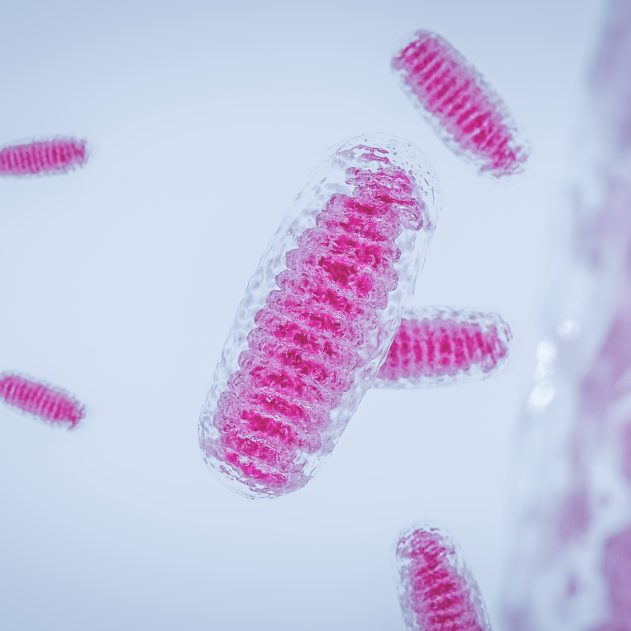 Mitochondria, un organite cellulaire à membrane fermée, qui produit de l'énergie Mitochondria , de l'énergie cellulaire et de la respiration cellulaire Maladie mitochondriale ADN mitochondrial rendu 3D