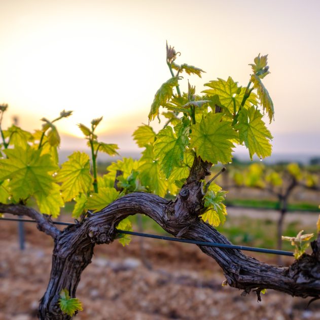 « En microgravité, un organisme vivant n’a qu’un seul choix : se réadapter ou mourir. »